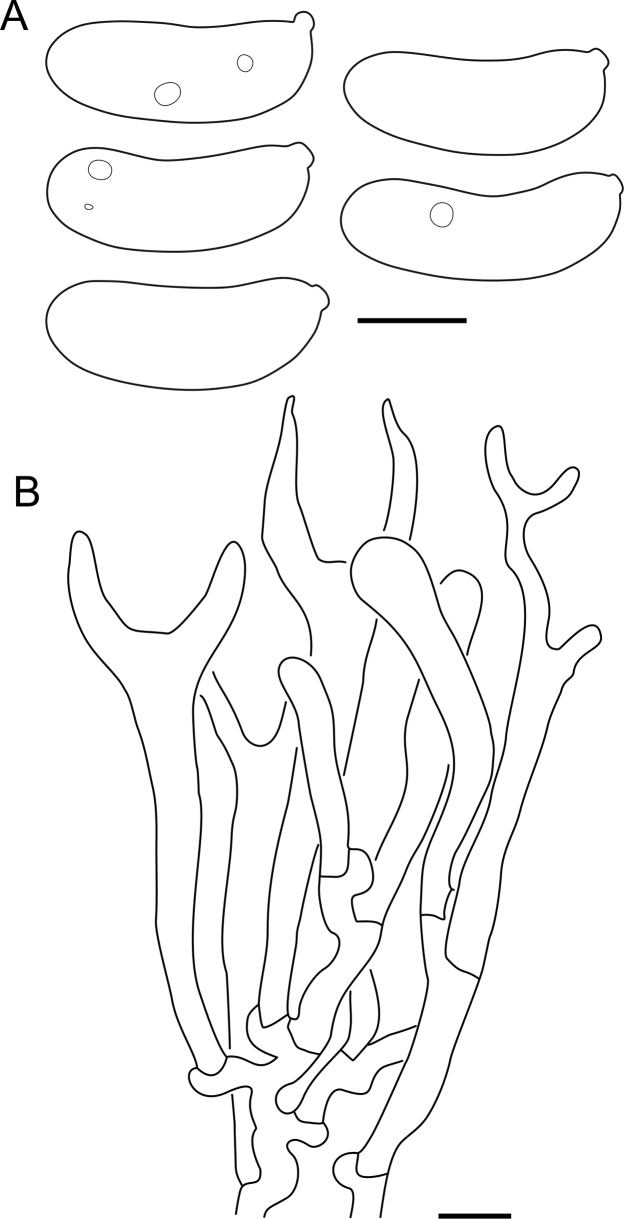 Fig. 31