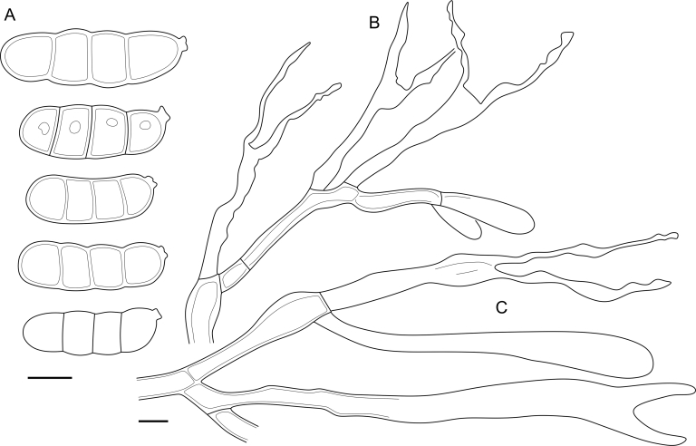 Fig. 57