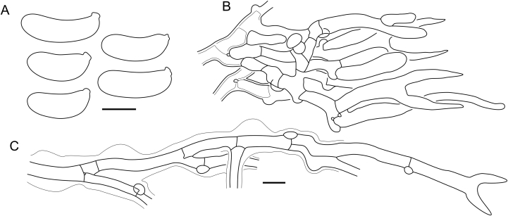 Fig. 20