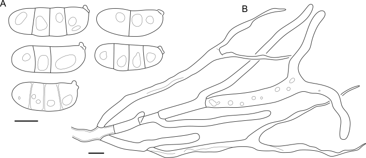 Fig. 54