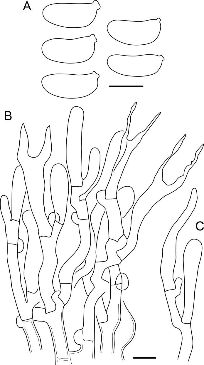 Fig. 48