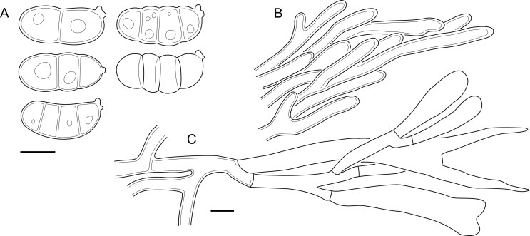 Fig. 58