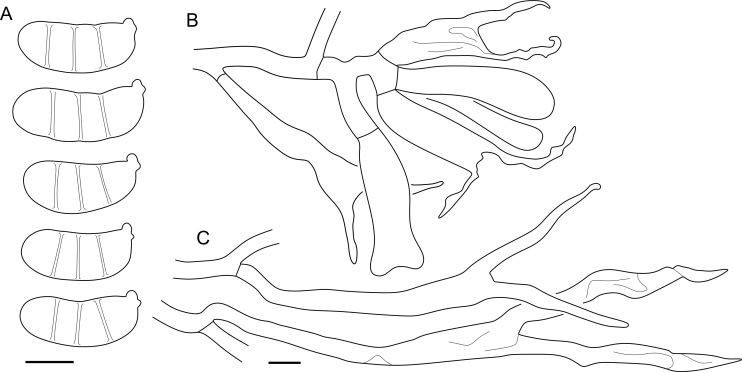 Fig. 51