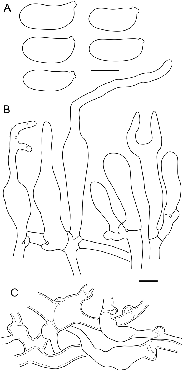 Fig. 25