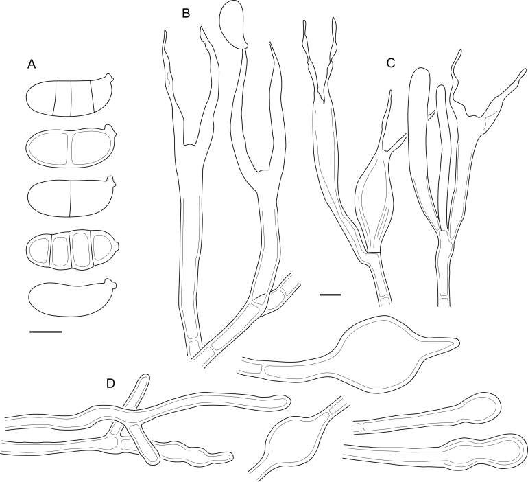 Fig. 50