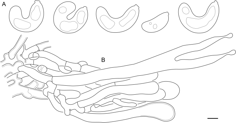 Fig. 29