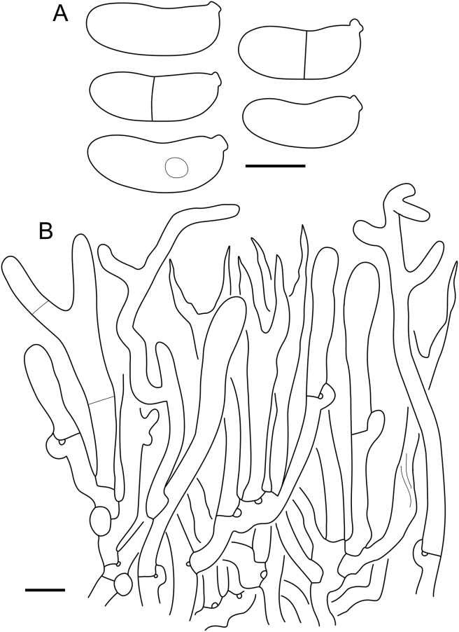 Fig. 18