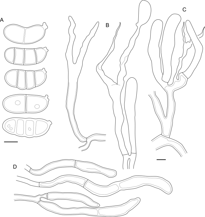 Fig. 56