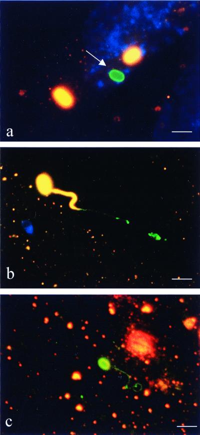 FIG. 1