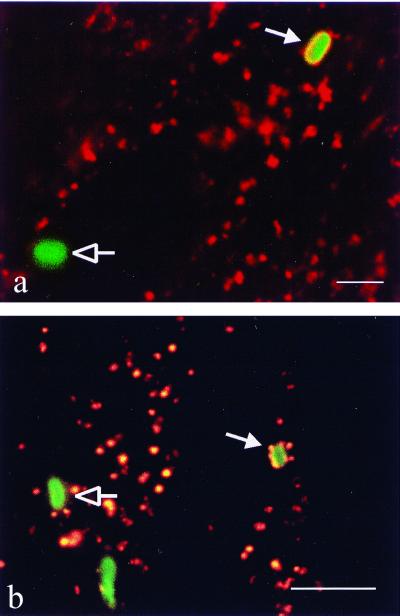 FIG. 6