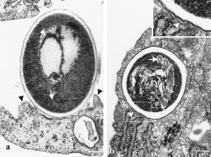 FIG. 5