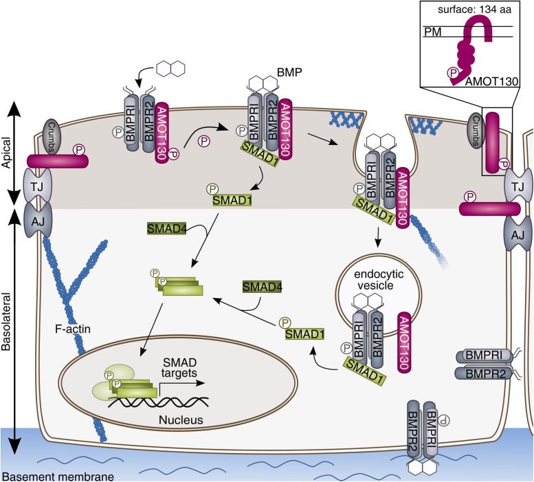 FIGURE 7: