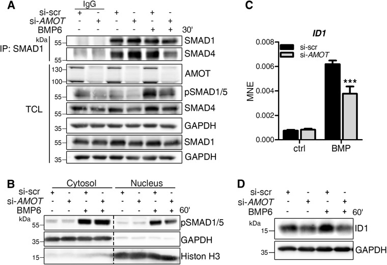 FIGURE 4: