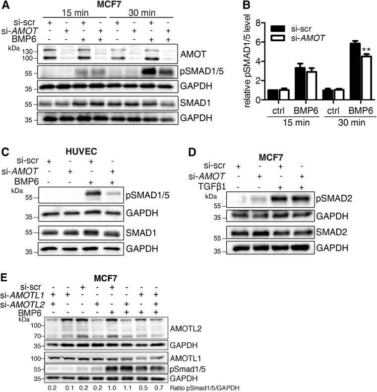 FIGURE 3: