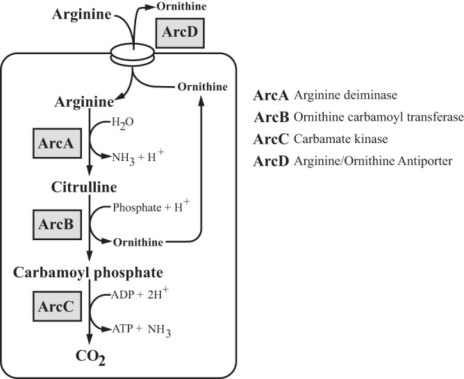 FIG 1