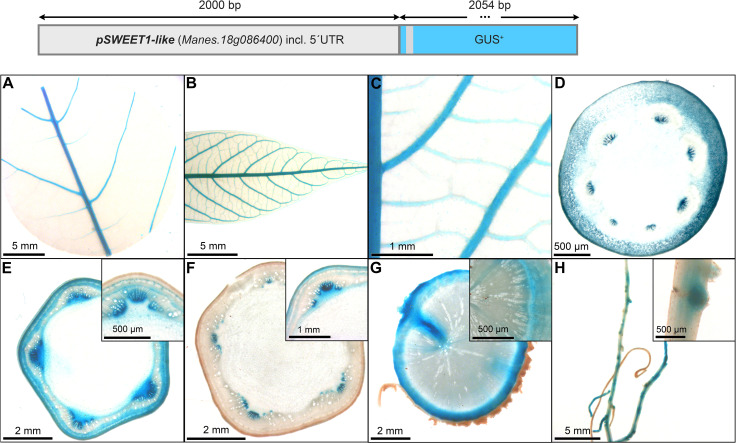 Figure 7