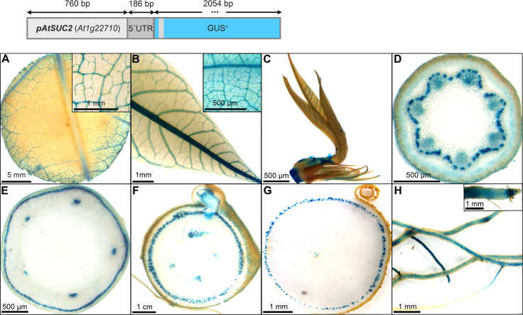 Figure 4