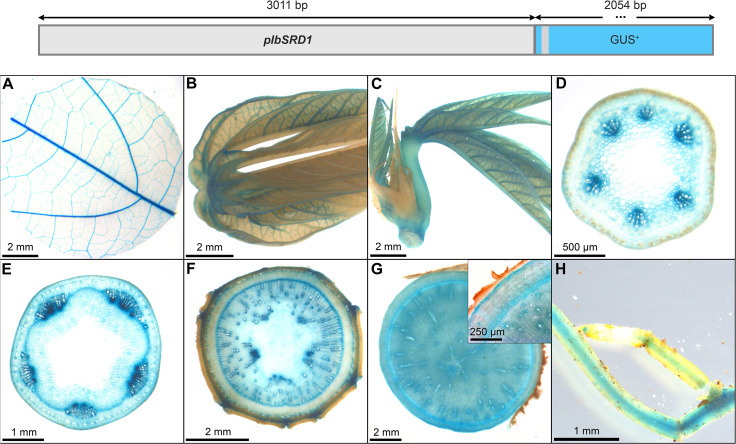 Figure 13