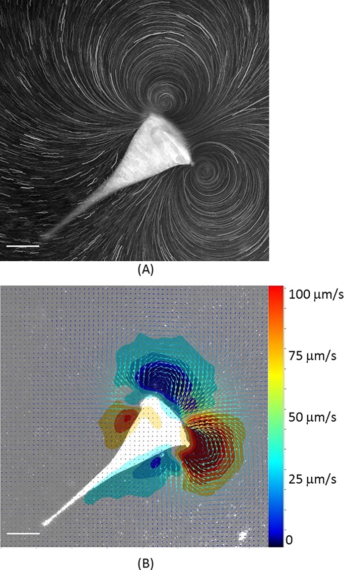 FIGURE 2: