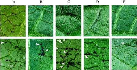 FIG. 4.