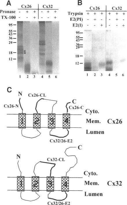 graphic file with name mbc00010-0134-a.jpg