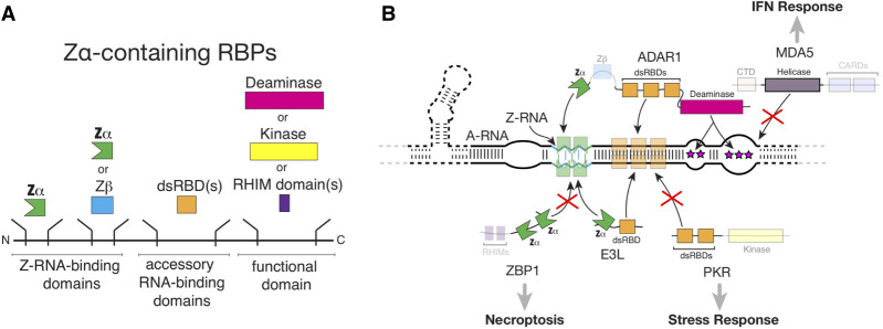 FIGURE 3.