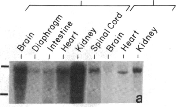 graphic file with name pnas00253-0299-a.jpg