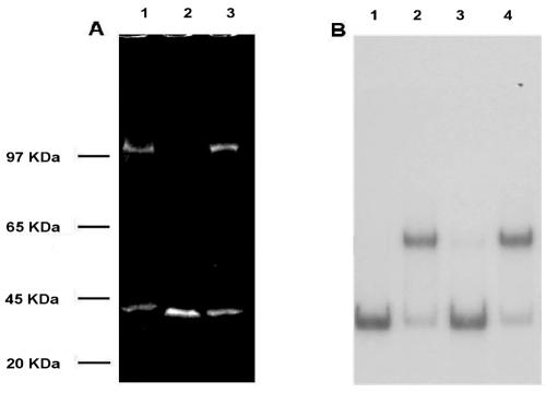 FIG. 8.