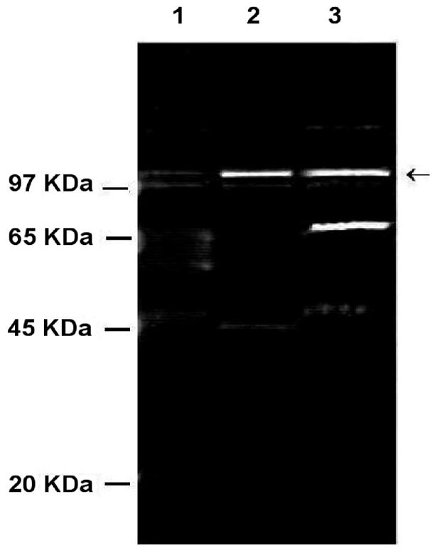 FIG. 6.