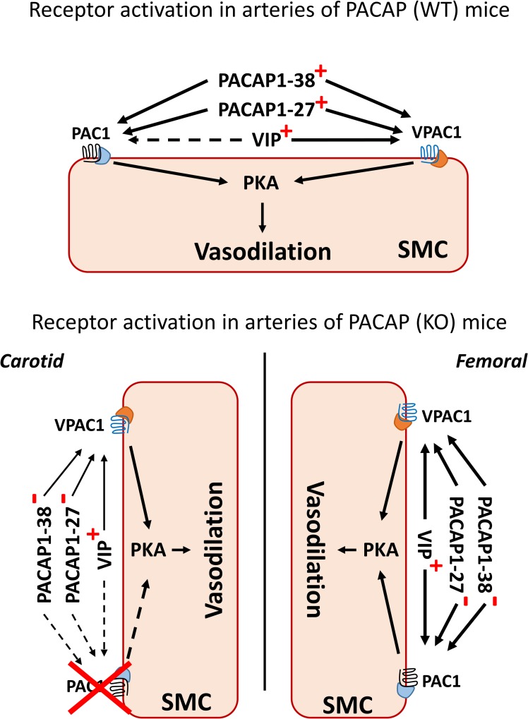 Fig 7