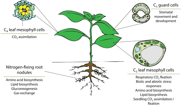 Figure 5