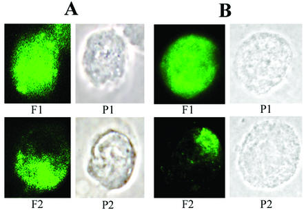 FIG. 1.