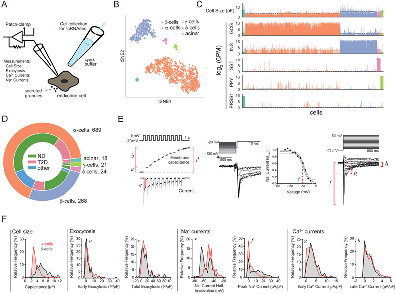 Patch-seq links single-cell transcriptomes to human islet dysfunction ...