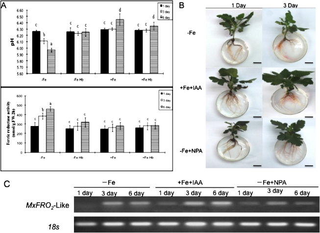 Fig. 8.