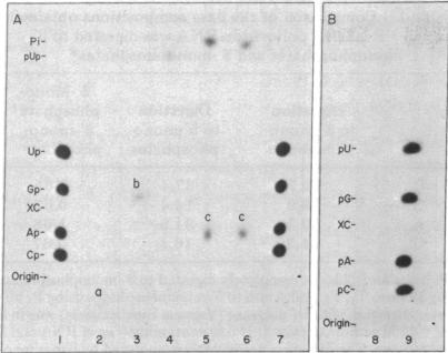 graphic file with name pnas00025-0169-a.jpg