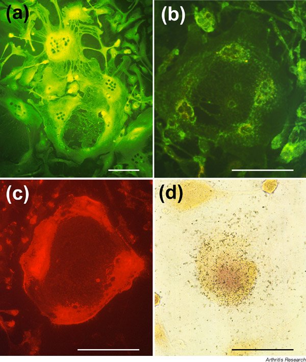 Supplementary Figure 1