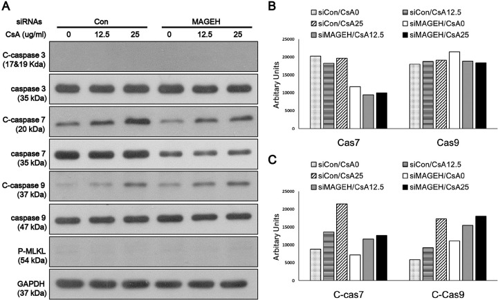 Fig 12