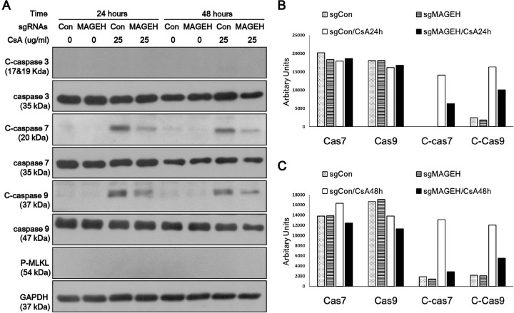 Fig 10