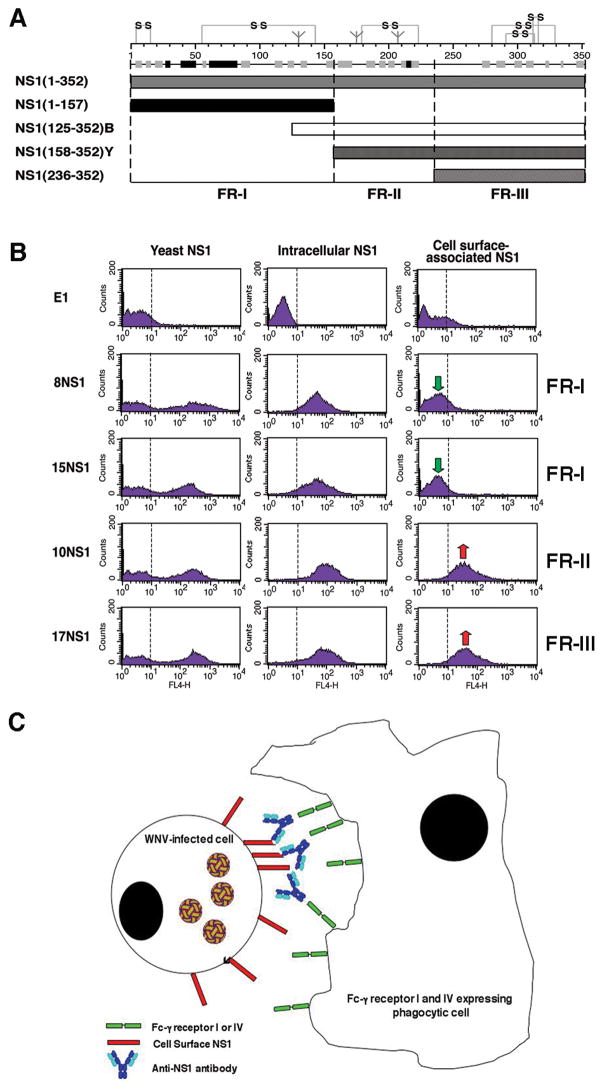 Fig. 6