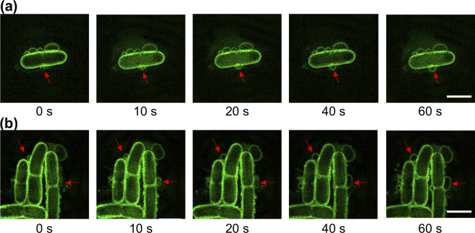 Fig. 4.