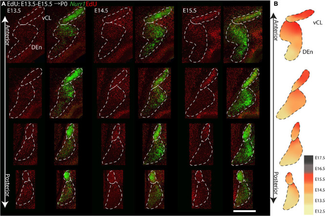 FIGURE 13