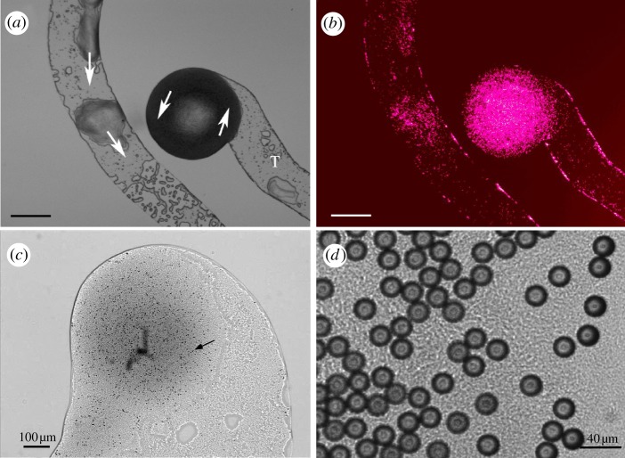 Figure 4.