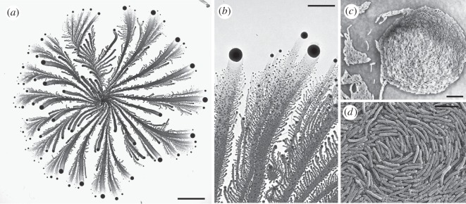 Figure 1.