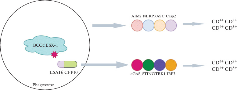 Fig. 2. 