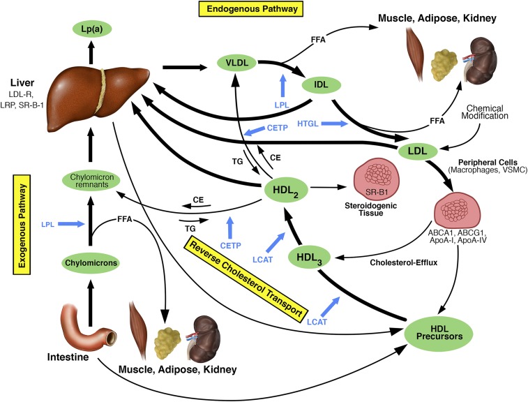 Figure 1.