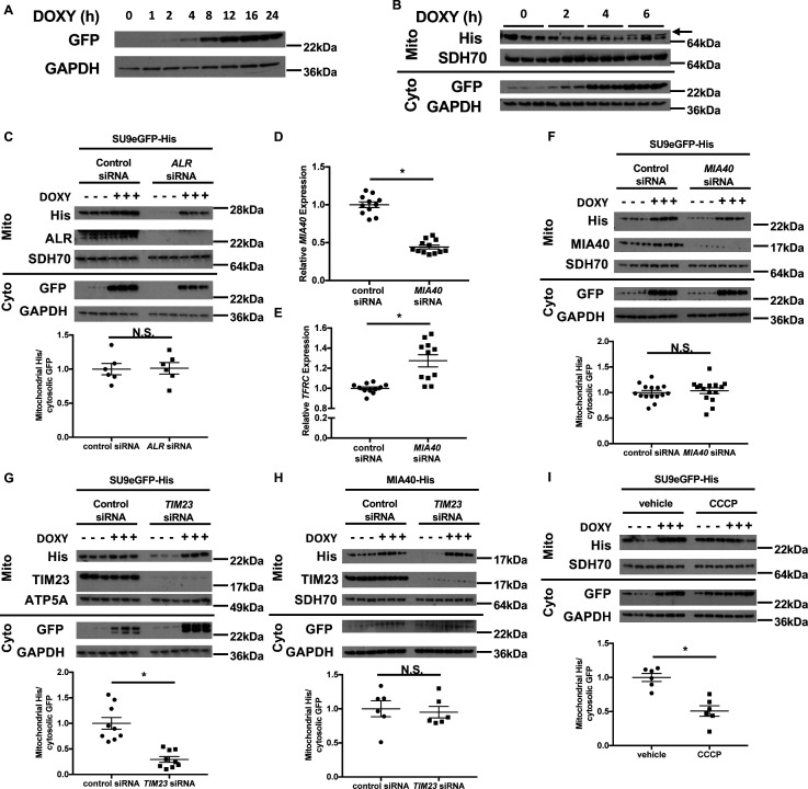 Figure 5—figure supplement 1.