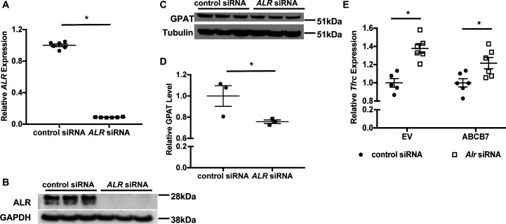 Figure 4—figure supplement 1.