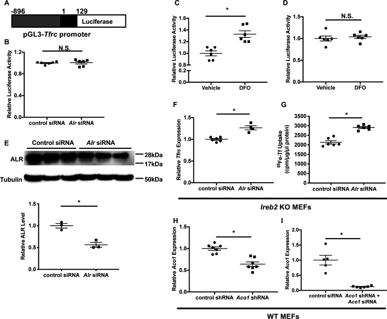 Figure 2—figure supplement 1.