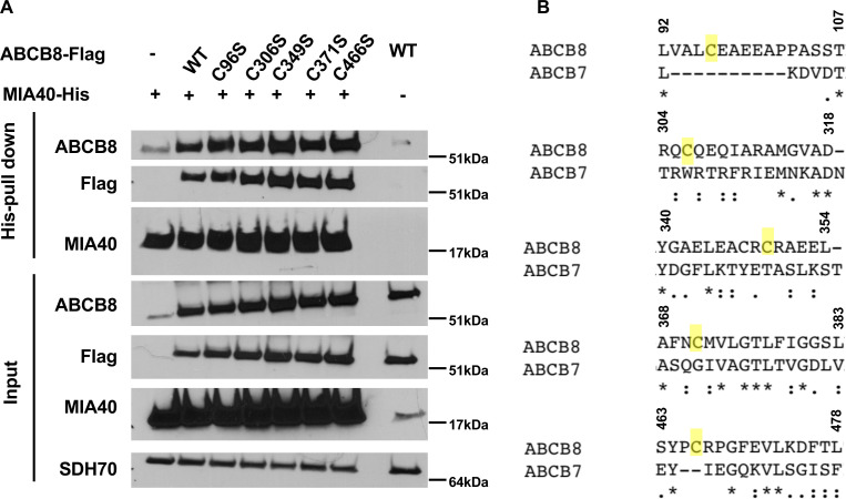 Figure 6—figure supplement 1.