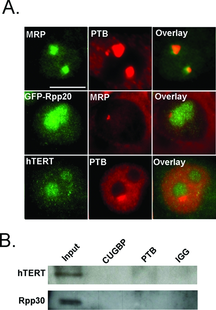 FIGURE 3: